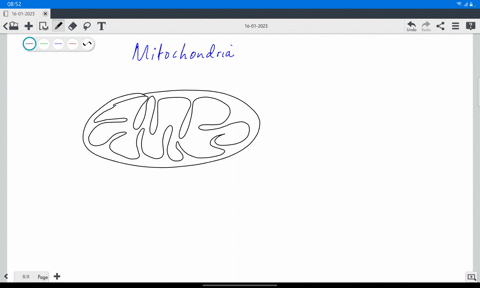 7-what-do-cristae-in-the-mitochondria-do-select-all-that-apply-cristae-are-inward-folds-that-increase-surface-area-of-inner-membrane-of-mitochondria-what-do-cristae-structures-in-the-mitocho-00815