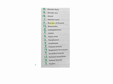 post-labassessment-21a-overview-of-the-respiratory-system-enters-the-upper-respiratory-system-alveolar-ducts-alveolar-sacs-alveoli-anterior-nares-branches-of-bronchi-bronchioles-laryngophary-51258