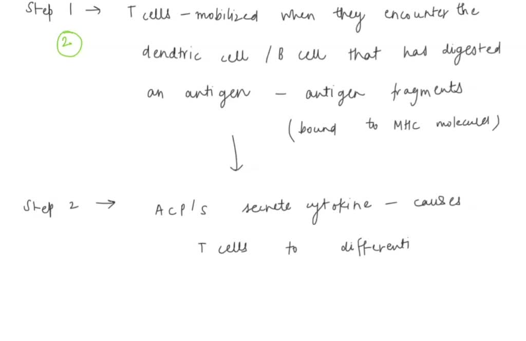 SOLVED: Cytotoxic T cells are important for cellular immunity. Put ...