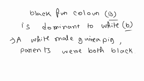 in-guinea-pigs-black-fur-color-b-is-dominant-white-6-white-male-guinca-pig-whose-parents-were-both-black-was-bred-with-female-with-black-fur-whosc-tather-had-vack-fur-and-mother-has-whitc-de-01548