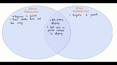 describe-the-processes-of-sexual-and-asexual-reproduction-make-a-comparison-between-the-two-and-discuss-the-advantages-of-each-method-of-reproduction-over-the-other-45943