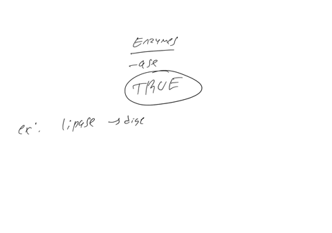 enzymes-often-have-the-suffix-ase-true-or-false