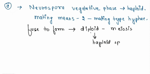 after-irradiating-wild-type-neurospora-a-geneticist-finds-two-leucine-requiring-auxotrophic-mutants-he-combines-them-into-a-heterokaryon-and-discovers-that-it-is-prototrophic-were-the-mutati-03933