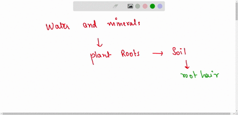 explain-the-mechanism-of-transport-of-water-and-minerals-in-plant-28554