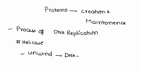 what-proteins-are-crucial-for-creating-and-maintaining-dna-replication-forks-11577