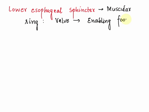which-sphincter-is-located-at-the-intersection-of-stomach-and-the-esophagus-upper-esophageal-sphincter-cardiac-orifice-esophageal-hiatus-toan-esophageal-sphlncter-85838