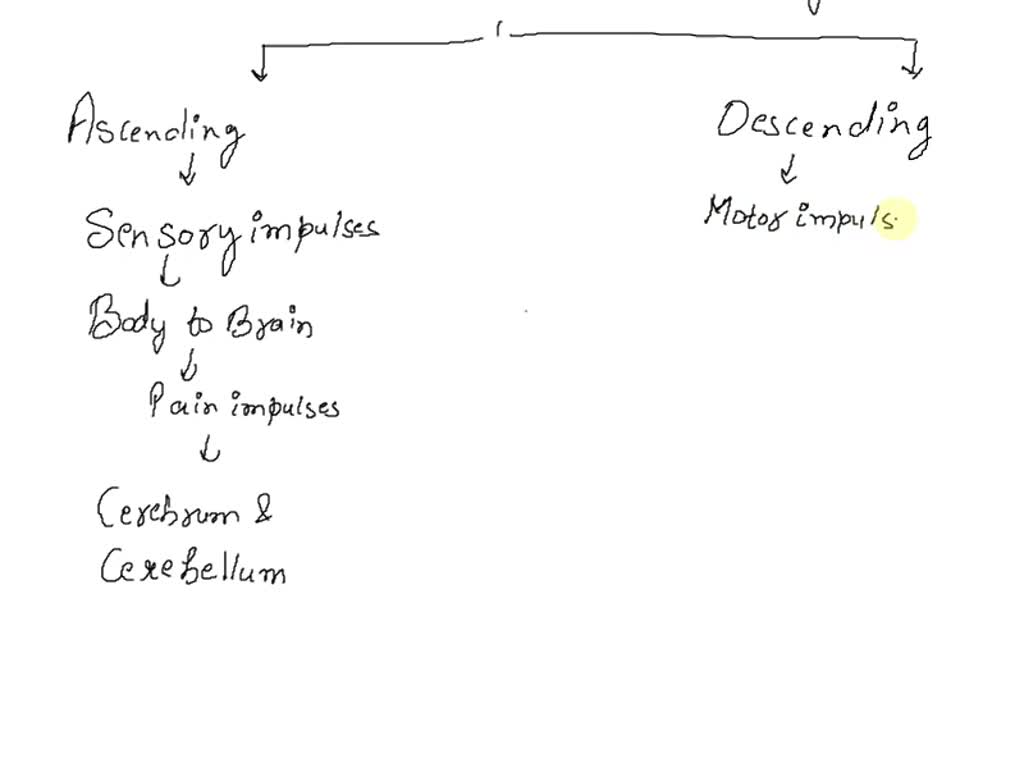 solved-functions-and-location-of-the-superior-colliculus-what-is-the