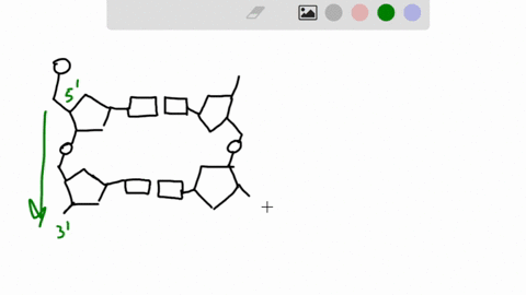 in-the-below-dna-diagram-label-one-of-each-bolded-term-2-deoxyribose-sugar-total-number-inimage-3-nitrogenous-base-total-number-inimage-hydrogen-bond-totalnumber-inimage-5-phosphate-6-label-75637