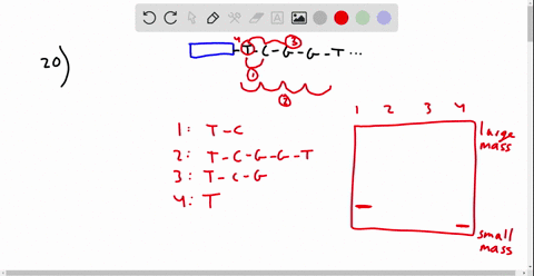 20-you-run-the-original-sunrer-method-ofdma-sequencina-sttrand-cha-l2-o4-using-fadicaclivch-labe-didaciarricanuclecside-triphosphates-ddntps-each-of-your-four-reactions-contains-smalm-quanti-57827