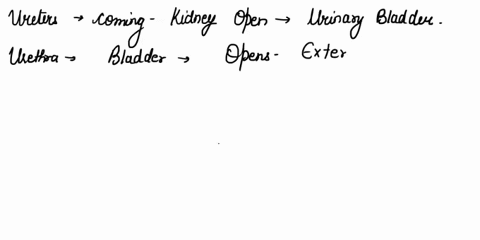 ihqvn-bdder_uin-stngtud-micturition-the-bladder-is-highly-distensible-organ-the-walls-of-which-comprised-of-irregular-bands-of-emonlt-muecle-collectively-called-the-detrusor-muscle-and-an-in-07901