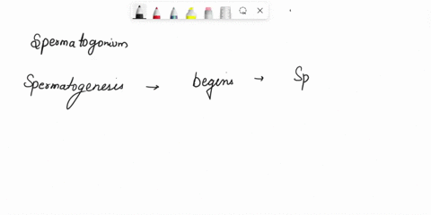 50-what-stem-cell-begins-the-process-of-spermatogenesis-secondary-spermatocyte-b-secondary-oocyte-oogonium-d-spermatogonium-51-what-stem-cell-_-begins-the-process-of-oogenesis-a-secondary-sp-09381