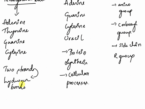 draw-schematic-representations-of-dna-rna-and-amino-acids-that-show-their-major-features-29122