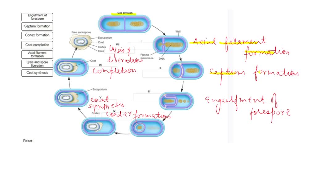 SOLVED: Ace the steps of endospore formation in their proper order by ...