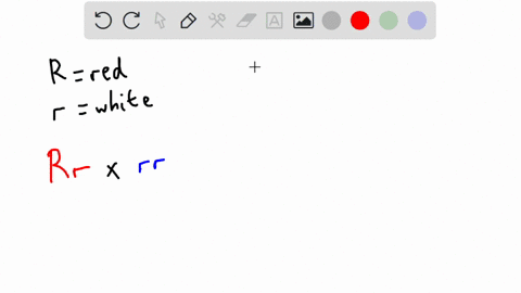 in-this-flowers-example-the-red-color-is-dominant-r-versus-the-white-color-what-is-the-genotype-of-the-cross-between-a-red-heterozygous-flower-with-a-white-flower44-100-rr24-50-rr-24-50-rr-4-14661