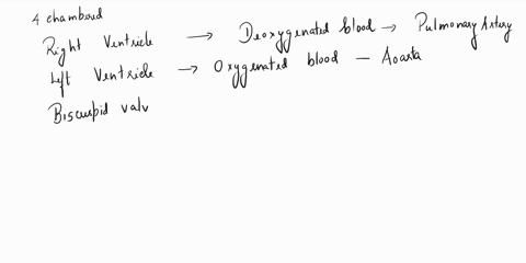 left-atrium-right-atrium-left-ventricle-right-ventricle-tricuspid-valve-bicuspid-valve-septum-aortic-semilunarvavle-99944