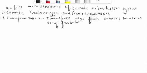 what-are-the-5-main-structures-of-the-female-reproductive-system-describe-a-function-of-each-50868