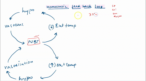 homeostatic-feedback-loop-vasoconstriction-and-vasodilation-hspothakwz-vasoconstriction-constricting-or-tightening-of-blood-vessels-keeps-blood-toward-warm-core-and-away-from-extremities-thi-75247