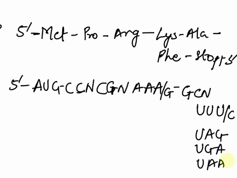 assume-the-amino-acid-sequence-provided-below-is-for-amylase-the-enzyme-that-catalyzes-the-hydrolysis-of-starch-into-sugars-7-marks-5-met-pro-arg-lys-ala-phe-stop-3-a-what-sort-of-changes-in-74567