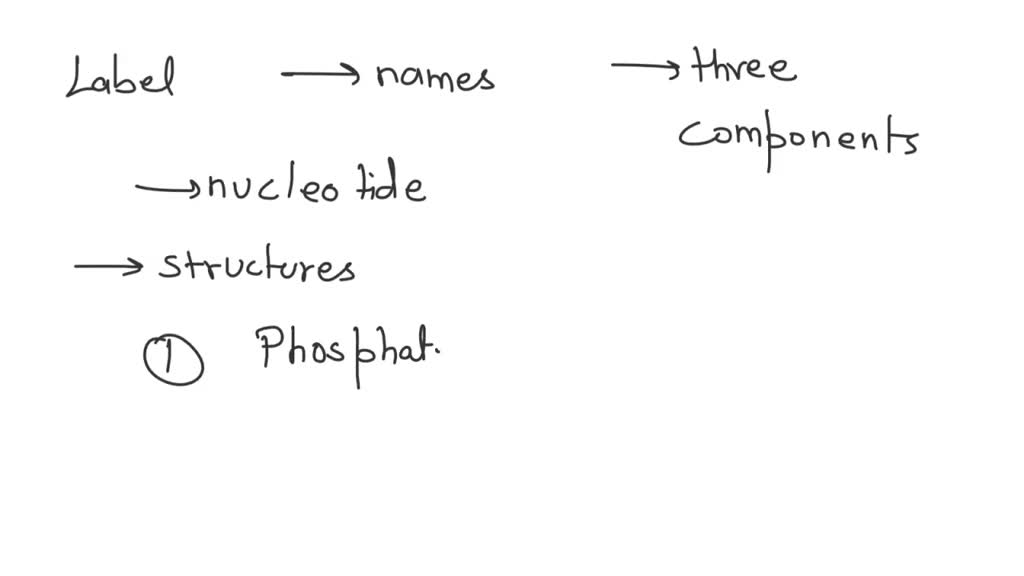 Solved The Diagram Depicts The General Structure Of Dna With A Single Nucleotide Circled 2725