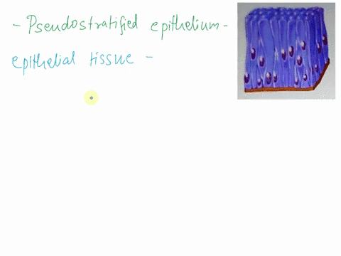 name-the-tissue-transitional-epithelium-simple-epithelium-stratified-epithelium-pseudostratified-epithelium-40418
