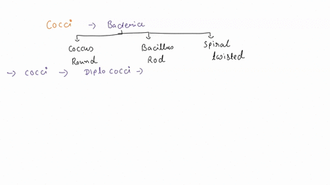 cocci-that-remain-in-pairs-after-cell-division-called-cocci-that-remain-attached-in-chainlike-patterns-after-cell-division-called-cocci-that-divide-in-three-planes-and-remain-attached-in-cub-15724