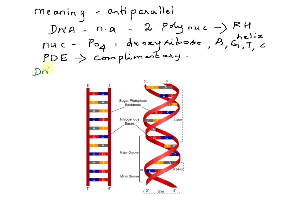 Antiparallel dna strands deals definition