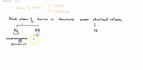 a-in-horses-black-color-b-is-dominant-to-chestnut-color-b-a-cross-is-made-between-a-horse-homozygous-for-the-black-color-allele-and-a-horse-that-is-chestnut-colored-what-will-will-be-the-phe-90035