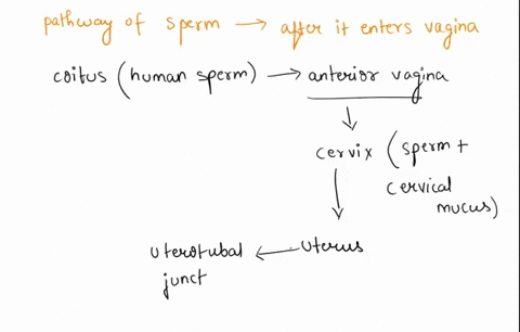 trace-the-sperm-path-within-the-female-reproductive-system-starting-with-vaginal-openingwhy-is-an-ectopic-pregnancy-inside-of-the-oviduct-more-likely-to-spontaneously-abort-than-a-regular-pr-27357