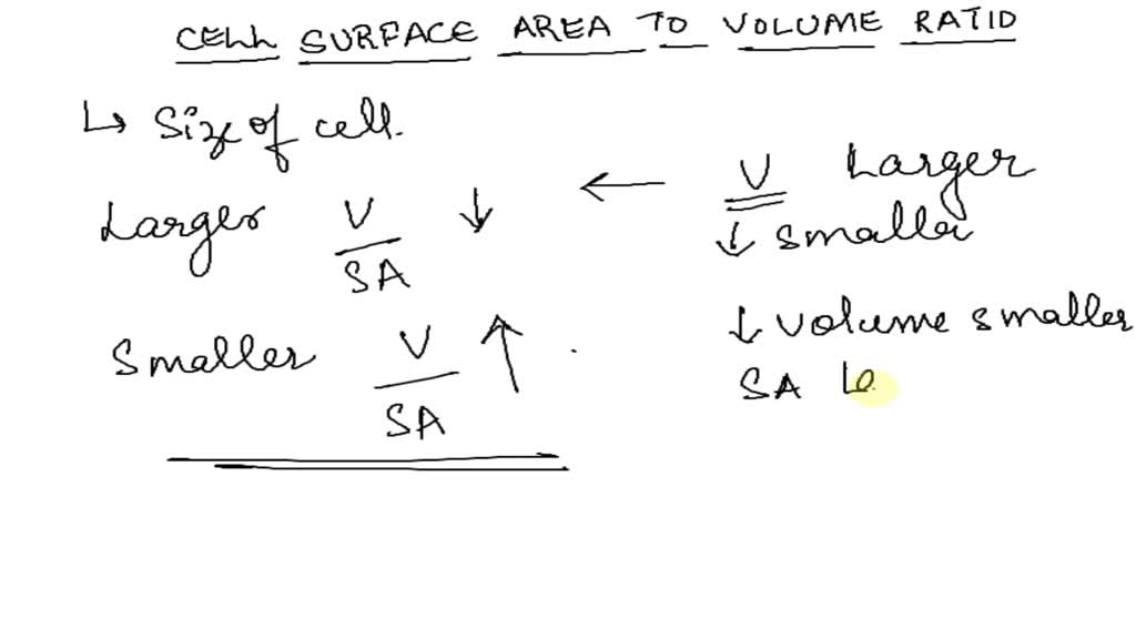 solved-discuss-how-the-surface-area-to-volume-ratio-influences-cell