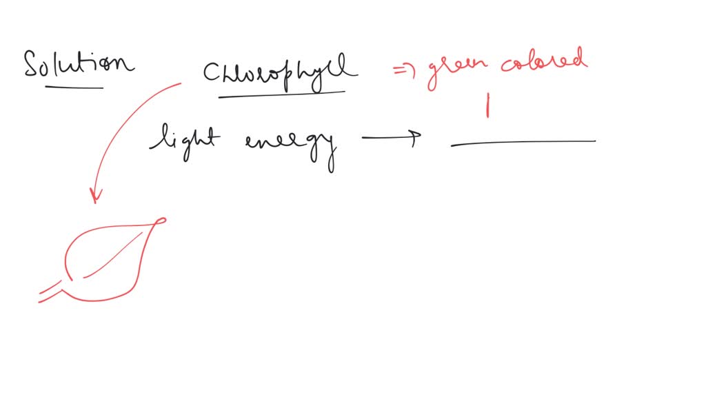 SOLVED Chlorophyll in plants converts light energy into (a) heat
