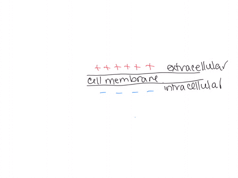 membrane-potentials-using-the-terms-providedcomplete-the-following-statements-action-potentiel-positively-_resting-membrane-potentinl-negatively-the-outside-of-most-cell-membranes-is-1charge-20247