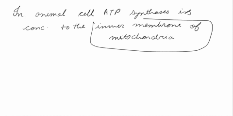 32-in-an-animal-cell-where-are-atp-synthases-concentrated-ain-the-intermembrane-space-between-the-inner-and-outer-membranes-of-the-mitochondrion-bbetween-the-outer-membranes-of-the-mitochond-13041