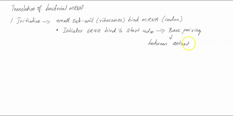 which-steps-during-the-translation-of-bacterial-mrna-involves-an-interaction-between-complementary-strands-of-rna-39113