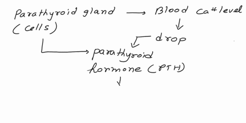 describe-how-the-body-uses-a-negative-feedback-loop-to-regulate-our-calcium-levels-describe-based-on-the-situation-where-calcium-levels-go-below-where-they-usually-should-be-and-how-the-body-60314