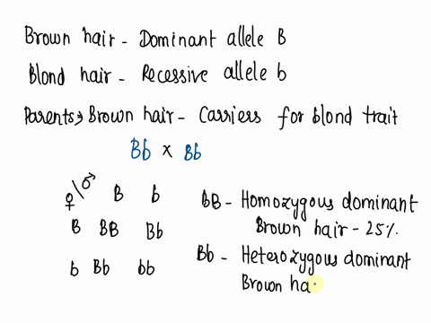 2-brown-hair-is-caused-by-a-dominant-allele-b-blond-hair-is-caused-by-a-recessive-allele-b-two-people-with-brown-hair-are-carriers-for-the-blond-trait-a-what-is-the-chance-their-first-child-16257