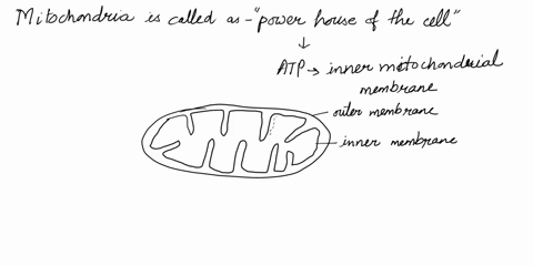 changing-the-shape-or-morphology-of-the-mitochondrial-inner-membrane-can-change-the-efficiency-of-mitochondrial-functionwhich-of-the-following-outcomes-will-most-likely-result-from-a-change-51326
