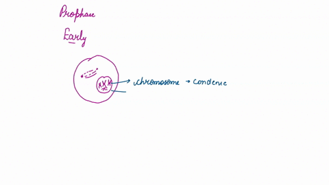 1-interphase-draw-and-label-a-cell-in-interphase-including-the-cell-membrane-nuclear-membrane-and-nucleolus-2-prophase-draw-and-label-a-cell-in-prophase-including-the-cell-membrane-nuclear-e-46322