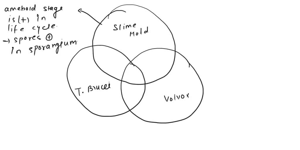 SOLVED: Fill out the following Venn diagram show similarities and ...