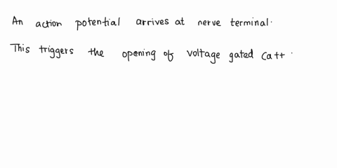 the-arrival-of-an-action-potential-at-the-nerve-terminal-causes-release-of-neurotransmitter-from-the-presynaptic-membrane-the-release-of-neurotransmitters-from-the-presynaptic-membrane-is-tr-89043