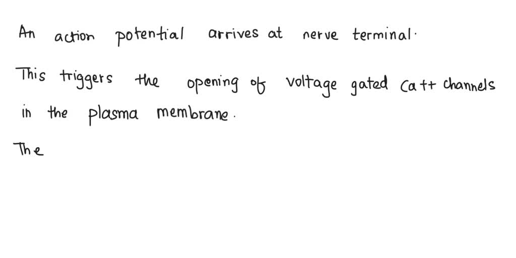 SOLVED: The arrival of an action potential at the nerve terminal causes ...