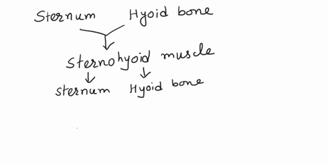 predict-the-name-that-might-be-assigned-to-a-muscle-that-attaches-to-the-sternum-and-the-hyoid-bone-81545