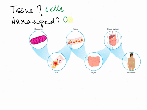 tissues-are-formed-from-______________-and-are-arranged-together-to-form-____________-a-organs-organ-14955