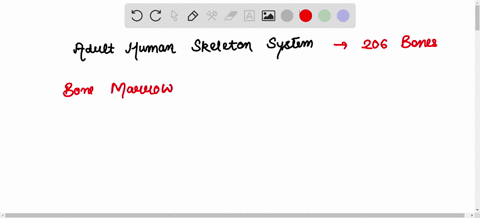 which-of-the-following-is-true-about-the-adult-human-skeletal-system-hematopoiesis-occurs-in-the-marrow-within-spongy-bone-bone-remodeling-no-longer-occurs-it-still-has-a-cartilaginous-epiph-74203