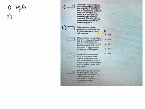 qurston-8-1-point-match-the-antibody-classes-wth-the-function-that-bast-descrbes-the-role-0-thwt-antibody-dass-this-is-the-major-antbody-class-that-protects-against-the-majority-of-pathogens-52588