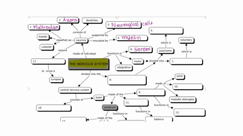 dendrites-consists-of-bipolar-supported-by-classified-as-neurons-insulated-by-voluntary-which-is-unipolar-require-autonomic-which-i5-made-of-individual-functions-motor-divided-into-the-nervo-67261