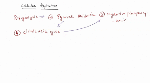 4-consider-this-overall-reaction-that-depicts-glucose-catabolism-in-aerobic-respiration-glucose-02-adp-6-co2-6-hzo-atp-please-trace-each-chemical-in-three-main-stages-pathways-of-aerobic-res-08688