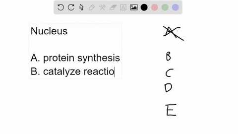 the-nucleus-is-genetic-control-center-of-the-cell-and-contains-most-of-the-cells-a-ribosomes-b-enzymes-c-dna-dmitochondria-e-cytoplasm-85294