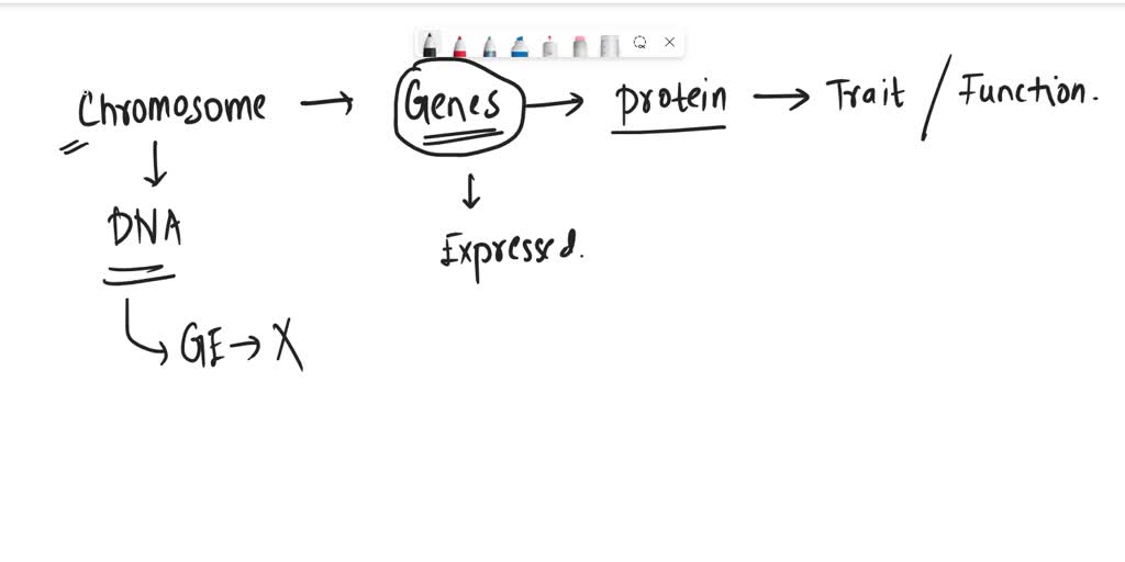 SOLVED 'Chromatin of eukaryotes is organized into repeating