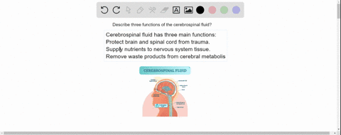 describe-three-functions-of-the-cerebrospinal-fluid-81888