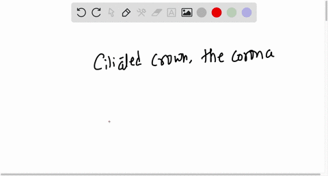 which-one-of-the-following-have-ciliated-crown-the-corona-that-gives-impression-of-rotating-wheel-a-pseudocoelomate-organisms-b-members-of-minor-phyla-c-rotifers-d-all-of-the-above-20388